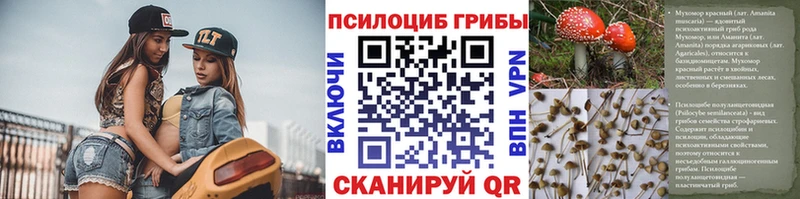 Галлюциногенные грибы Psilocybine cubensis Купить Губаха